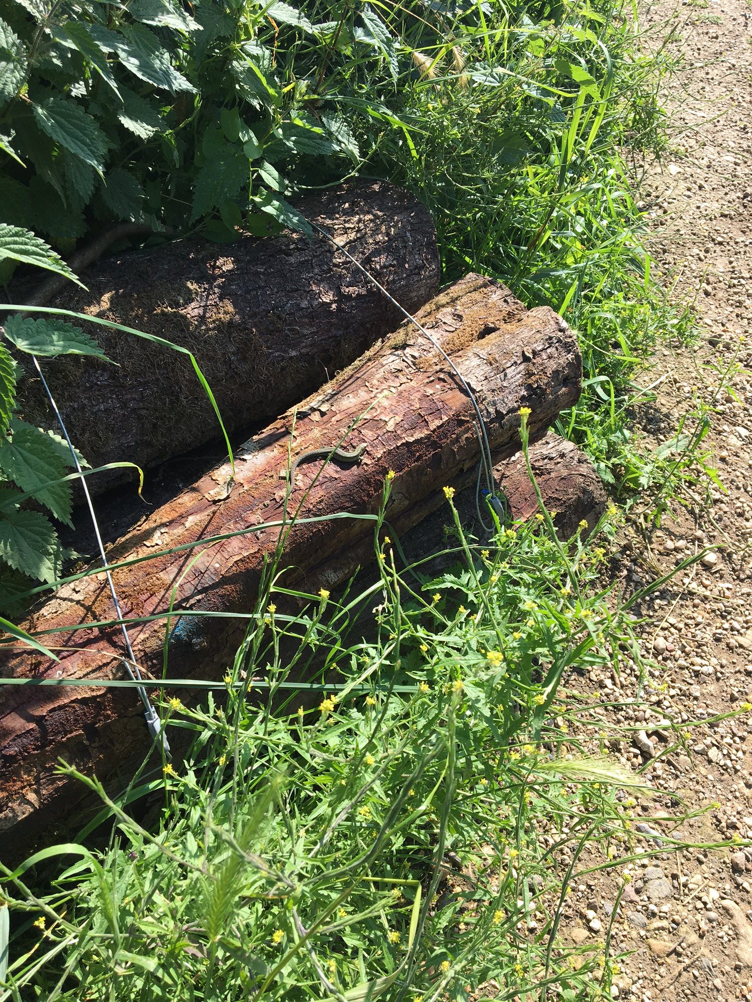 Lizards on logs at North Leigh Common