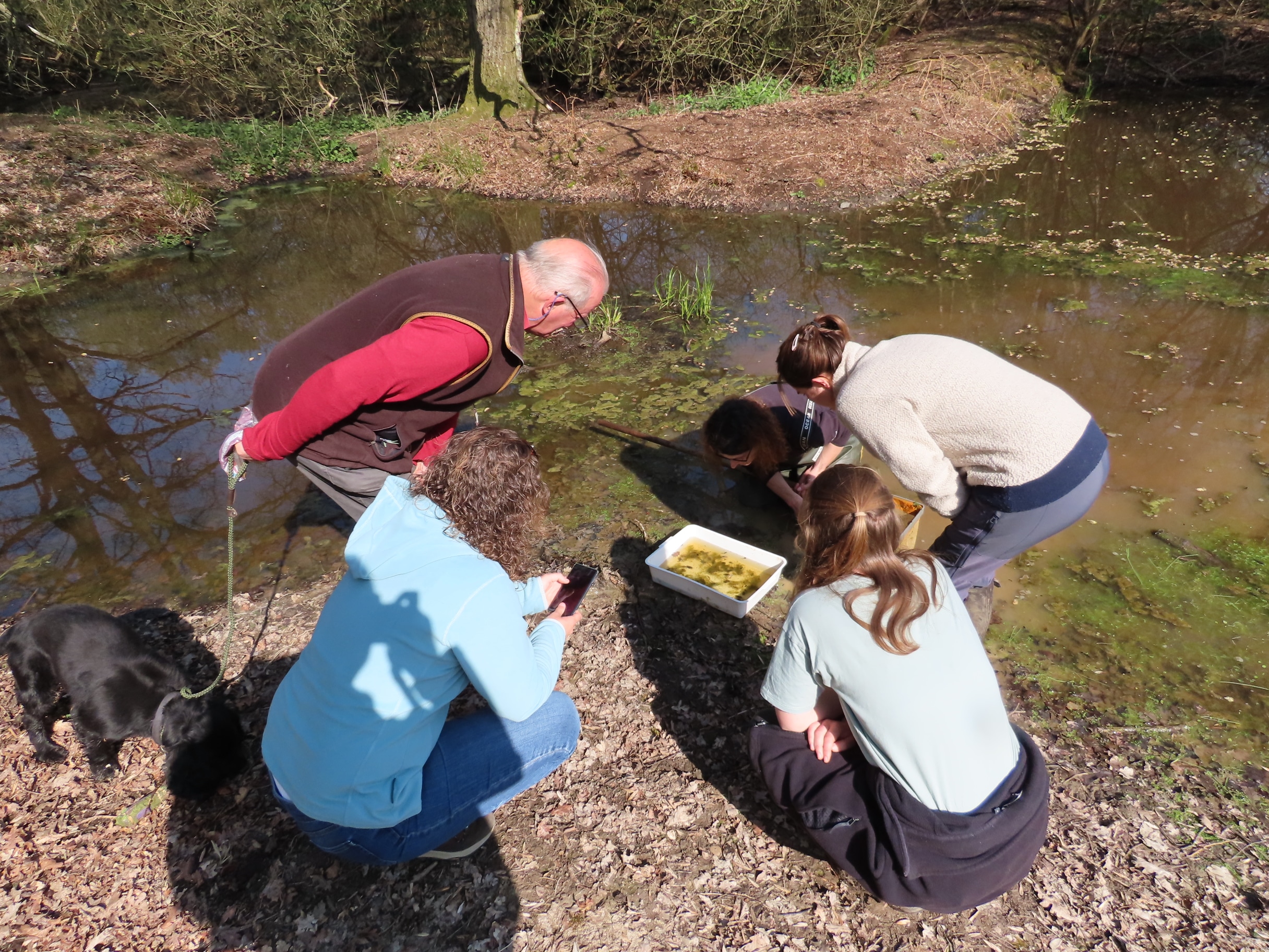 Pond dipping at North Leigh Common
